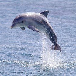 Dolphin Swimming Portarlington, Victoria