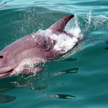 Dolphin Swimming Sea All Dolphin Swims, 
